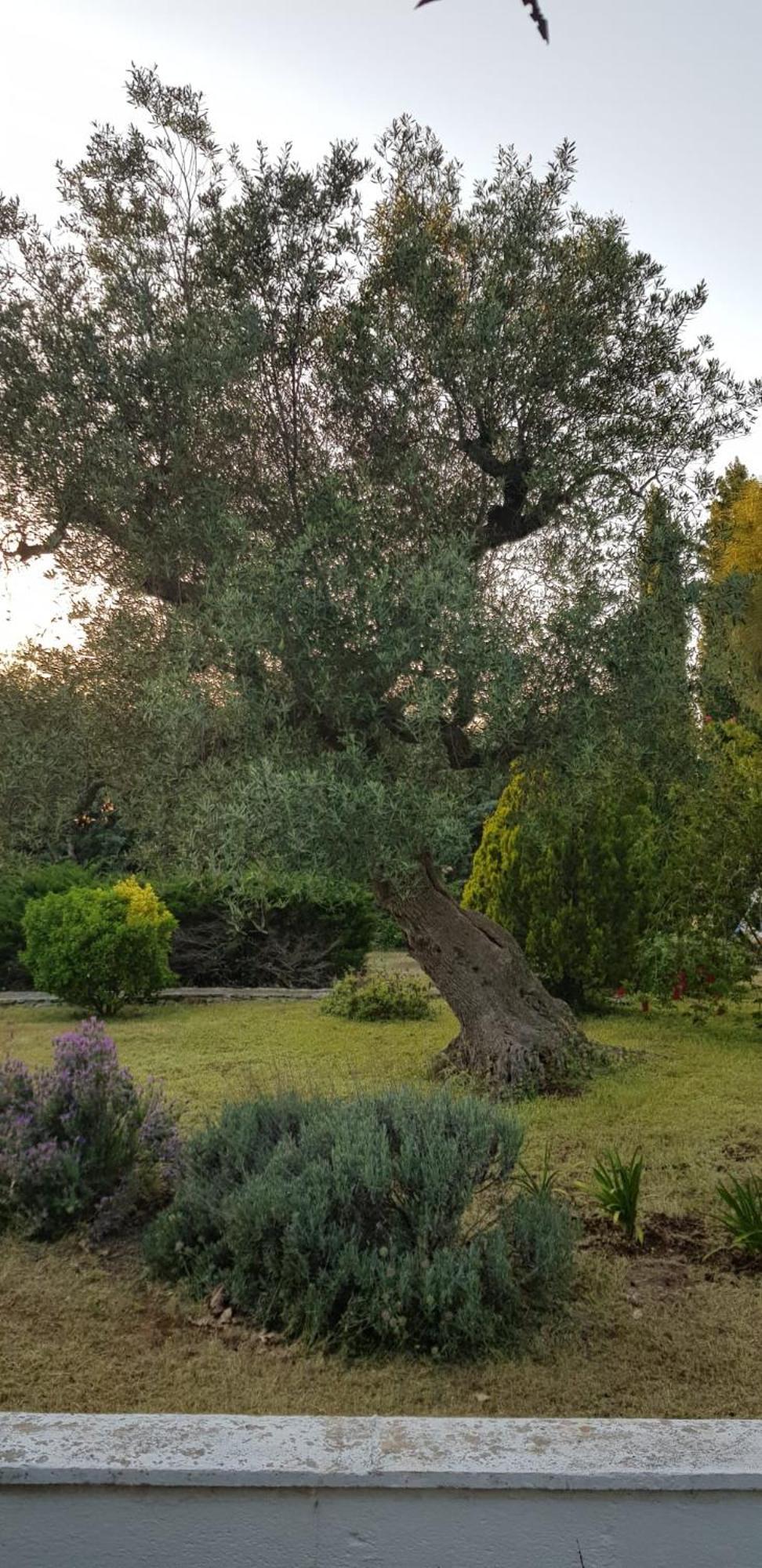 Villa Isabella Ostuni Exteriér fotografie